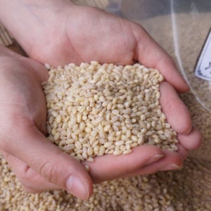 [2025년 햇 곡물!] 갓 도정한 늘보리 찰보리쌀