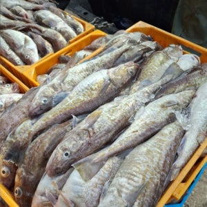 [단하루 특가] 동해안 생물대구 2kg+1kg는 덤!