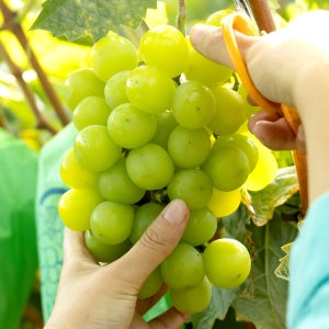 천상의 맛 GAP 저탄소 샤인머스캣 500g