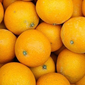 3KG-귤.감.황금향.제주도.과일.제철 제주 황금향 선물용