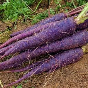 GAP인증 안토시아닌 풍부한 고당도 국산 자색 당근 1kg