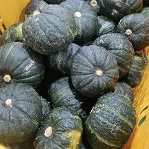 최저가 보장 가정용 제주 보우짱 단호박 밤호박 8kg