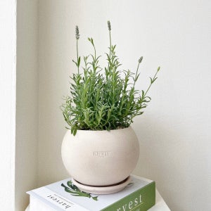 잉글리쉬 라벤더 꽃 향기 허브 베트남토분, 숲속SOOPSOK