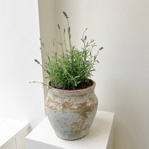 잉글리쉬 라벤더 꽃 향기 허브 토분 중형, 숲속SOOPSOK