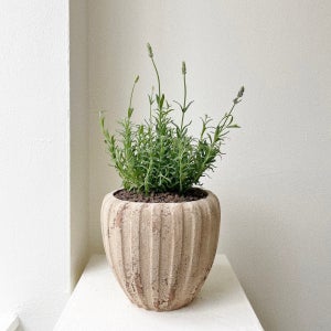 잉글리쉬 라벤더 꽃 향기 허브 베트남토분 중형, 숲속SOOPSOK