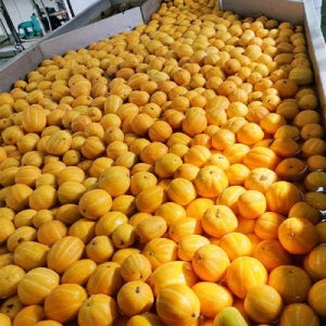 국내산 가정용 성주 참외 소과 9kg 55과 내외