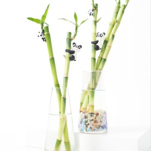 수경재배 인테리어식물 집들이선물 개운죽, 양형제농원