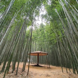 전남 담양 1일 #KTX#대나무명소#죽녹원