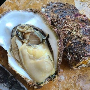 동해 자연산 바위 굴 5kg 6-8미 자연산굴 여름굴 돌굴 바윗굴 석...