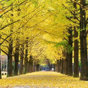 남이섬 호텔 정관루 숙박권