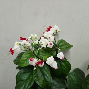 클레로덴드럼 덴드롱 덴드롬 대품 콜레로 덴드럼 꽃활짝피어 초특가 랜덤배송 꽃 나무 공기정화식물
