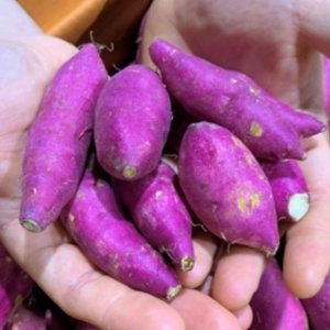꿀밤고구마 여주 고구마 베니하루카 퍽퍽한 식감 한입고구마