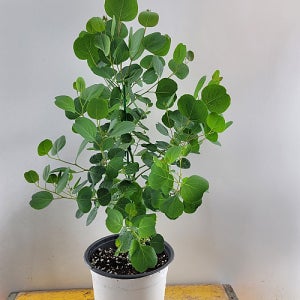 폴리안 유칼립투스 외목대   오랜만에 이쁜아이출연 비염에최고  꽃 나무 공기정화식물