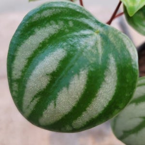 수박페페 재입고  수박이 열린것 처럼 잎 모양이 좋아요 꽃 나무 공기정화식물