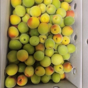 남고매실(홍매실) / 특 5kg