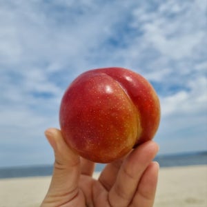 영천산 새콤달콤 자두 후무사 왕자두 1kg 2kg, 자연의시간
