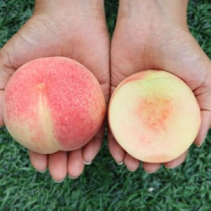 장호원 햇사레 복숭아 백도복숭아 4kg (10-13과)