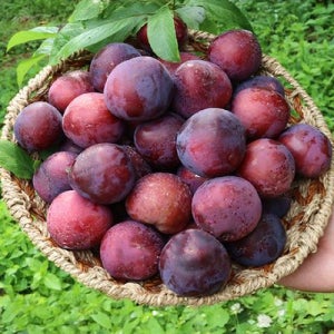 새콤달콤 거창 나디아 체리자두 중대과 2kg