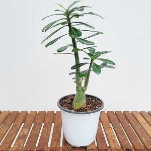 석화 아데니움 바오밥나무 중품 수형 좋아요 뿌리깊은나무 상점 실내 화분 공기정화식물