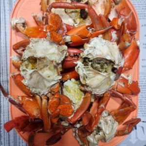 부산청게 톱날꽃게 활 자이언트크랩 머드크랩 / 프리미엄 손질청게(손질 후 1.6kg 이상)