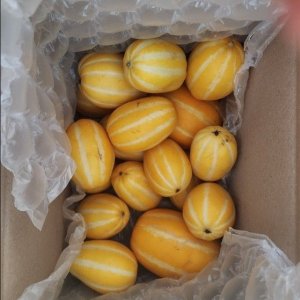 산지직송 특품 성주참외 / 가정용(상) / 대과/ 10kg(20-32)