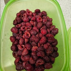 25년 햇 수확 포항 장기 산딸기 생과 2kg