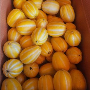 산지직송 특품 성주참외 / 가정용(상) / 중소과/ 10kg(40-62)