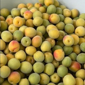 황매실 / 10kg (씨 있는 통매실) 상
