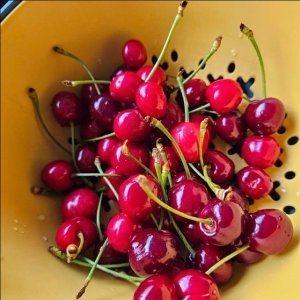 국내산 프리미엄 생 체리 경주체리 (고급형 1kg 중대)