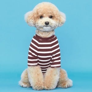 [sc3199] 골지스판 30수 초코브라운