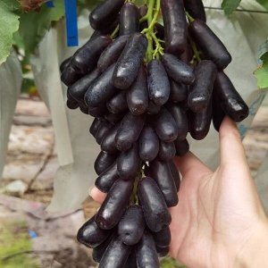 달콤한 과즙 사파이어 포도 8.2kg [D]