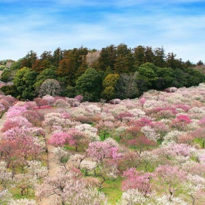 닛코국립공원 도쿄 근교 4일 닛코/치바/시부야
