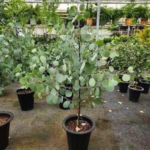 폴리안 유칼립투스 검포트499 베란다 카페 가드닝 꽃비종합원예 꽃 나무 공기정화식물