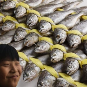 (주영광굴비) *추석맞이기획*국내산 법성포 영광굴비 가정용 실속 굴비 선물세트 40미 20미 - ****  고소하고 담백한맛,  최고의 반찬 ****