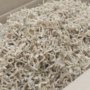 25년 6월 여름 바다에서 잡아올린 새우 먹은 알배기 햇 지리멸치 1.5kg