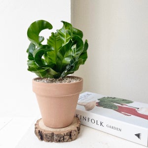 코브라아비스고사리 플랜테리어 식물 이태리토분, 숲속SOOPSOK