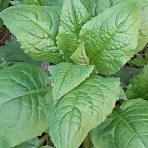 곤드레씨앗 국산식물 산나물 국산산나물씨앗 곤드레종자400g (WFJ7B8B)