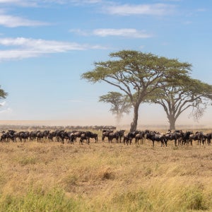 아프리카일주 두바이 패키지 여행 17일 대한항공 직항 5성호텔