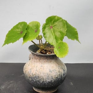 베고니아루즈 무늬종 연잎베고니아2번 꽃 나무