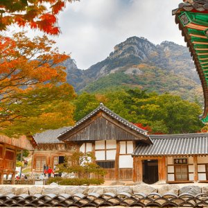 남도 가을 단풍 명소 2박3일 기차여행 패키지 [내장산/내소사/메타세콰이어]
