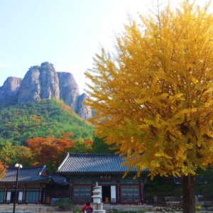 주왕산 단풍 가을 코레일 당일치기 기차여행 패키지
