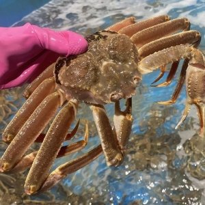 러시아 마가단 대게 A급수율 활 자숙 박달 대게 3kg (2~3미)
