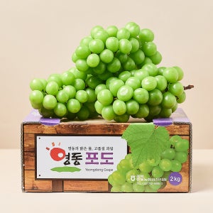 달콤트리 샤인머스켓 2kg