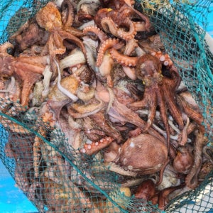 통큰수산 문어 갓성비 국내산 남해안 활 랜덤 돌문어 1kg 1-3미