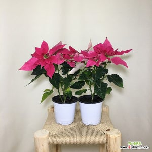 2개묶음  시선강탈 포인세티아 핑크 089 화원 농원 크리스마스 화분 식물