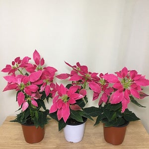 3개묶음  시선강탈 포인세티아 핑크 129 화원 크리스마스 화분 식물