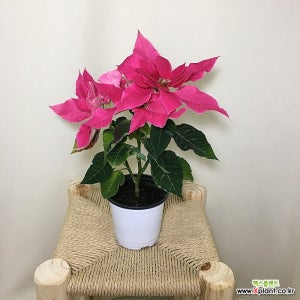 시선강탈 포인세티아 핑크 045 화원 농원 크리스마스 화분 식물