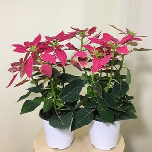 2개묶음  시선강탈 포인세티아 핑크 089 화원 크리스마스 화분 식물