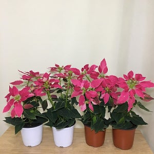 4개묶음  시선강탈 포인세티아 핑크 169 화원 크리스마스 화분 식물