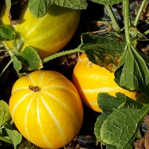 [밋앤밀] 산지직송 3차 선별 특품 성주 참외 소과 5kg(20-25과)